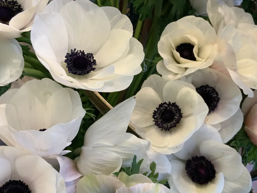 An all anemone bouquet with black centers.