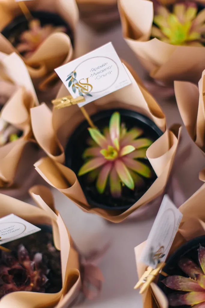 Small succulent gifts.