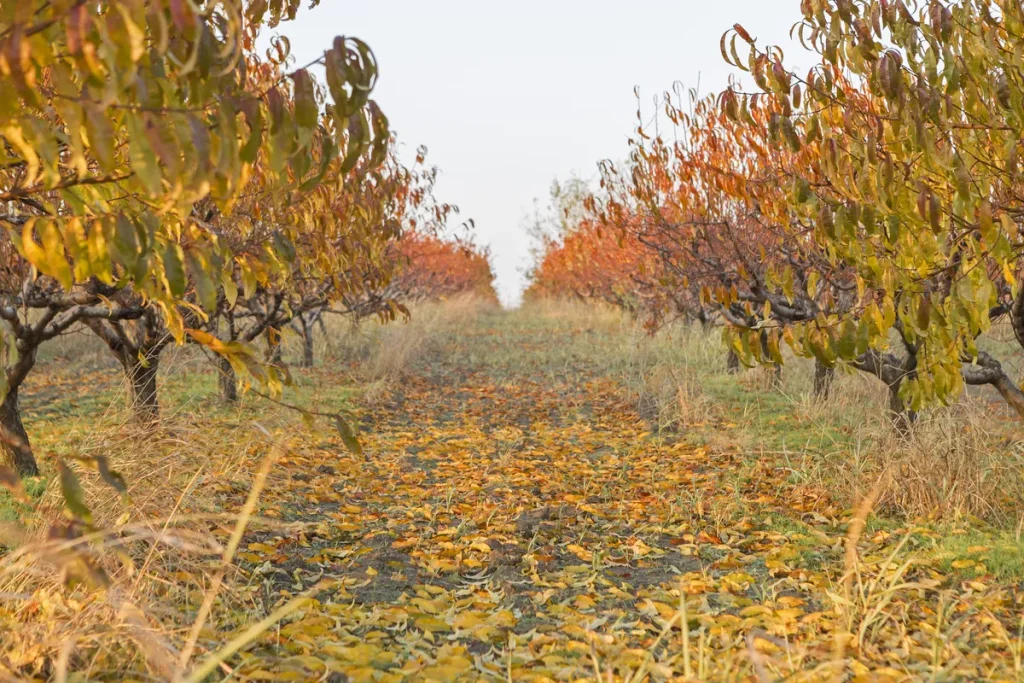 A picture of a place to have your orchard wedding.