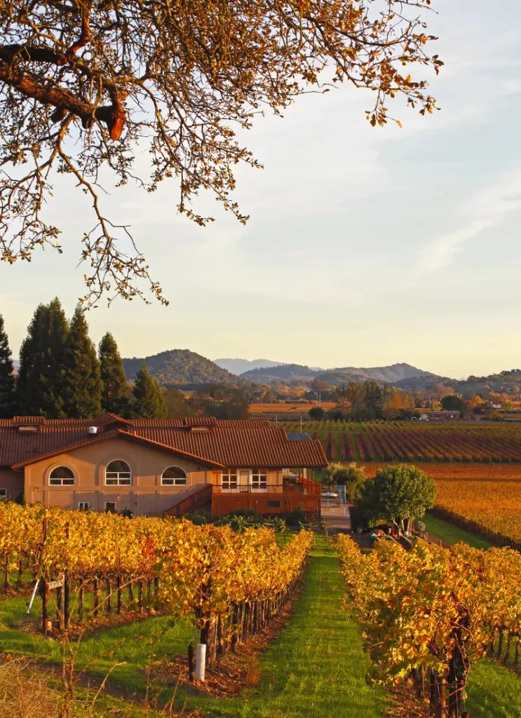 A lovely vineyard in fall for a vineyard wedding.
