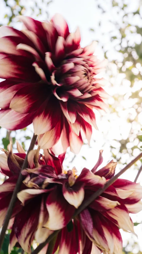 A beautiful example of some variegated burgundy and cream dahlias you could ask for for your fall wedding flowers.