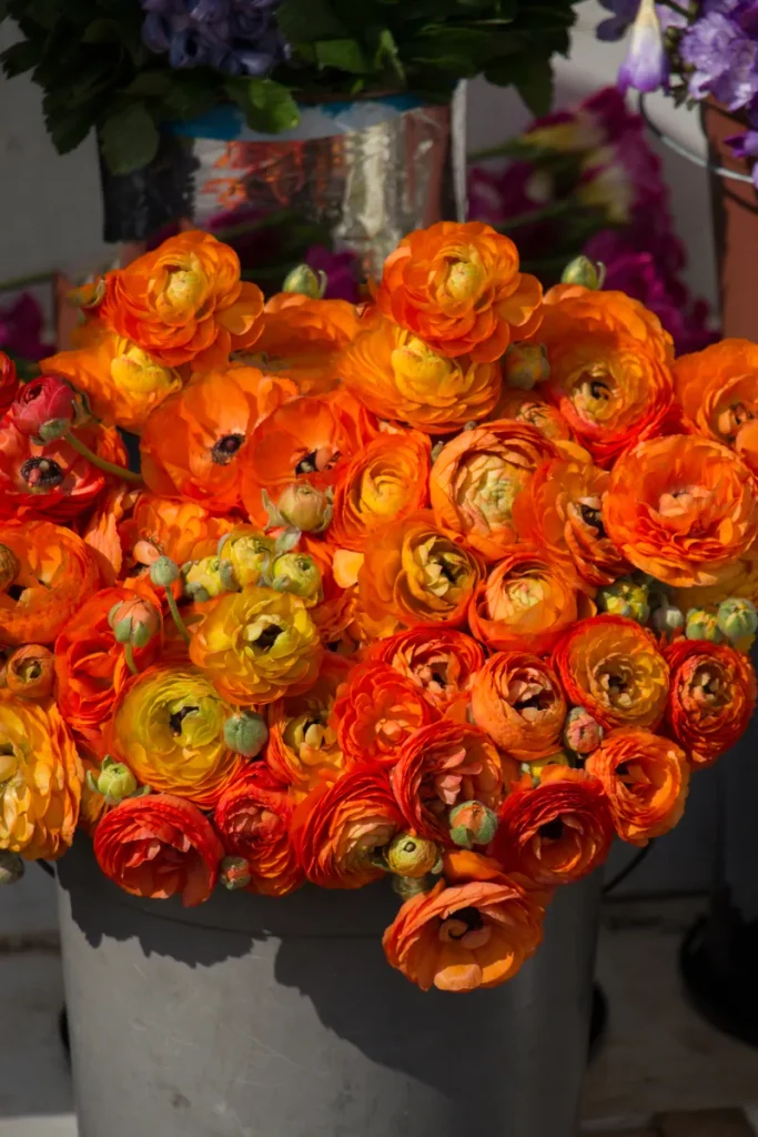 A look at some burnt orange ranunculus and how lovely they'd be for your fall wedding flowers.