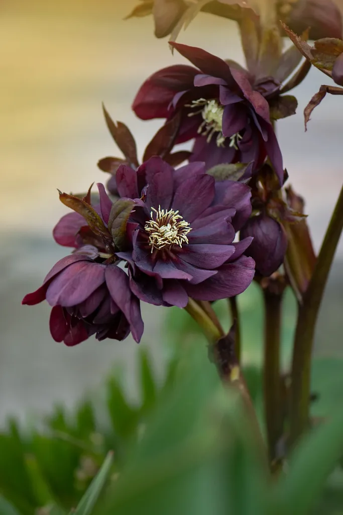 A look at some adorable chocolate cosmos you could use for your fall wedding flowers.